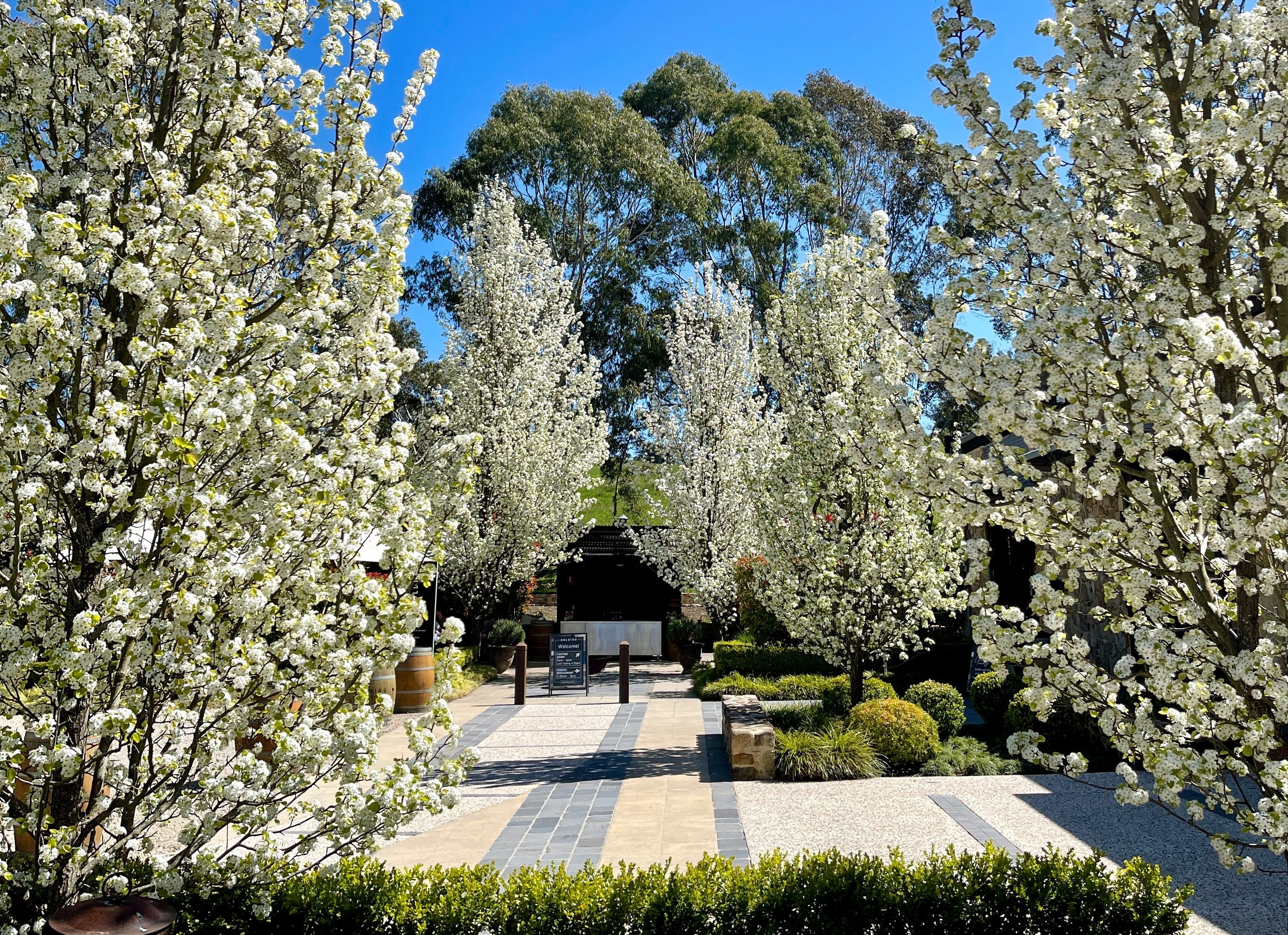 White ornamental pear blossoms lining the entrance to Golding Wines in spring
